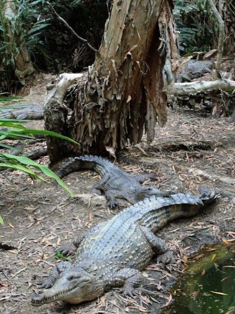 the ultimate lap of australia itinerary pdf