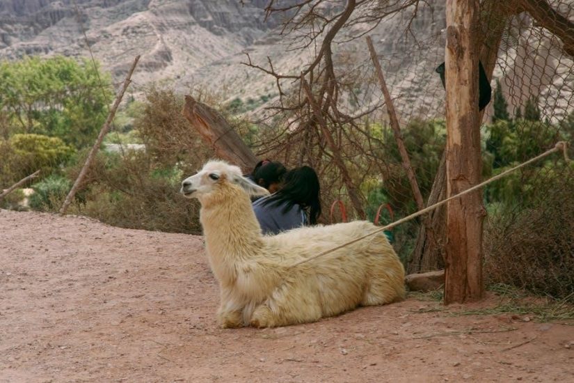 llama llama misses mama pdf
