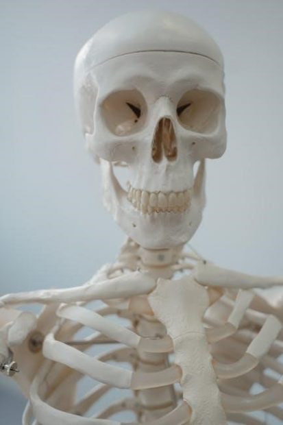 human anatomy and physiology laboratory manual answer key pdf