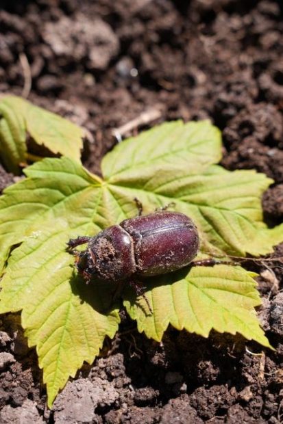 sevin lawn insect granules application instructions